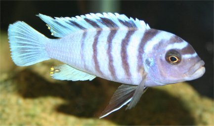 Зебра - ( Pseudotropheus zebra )