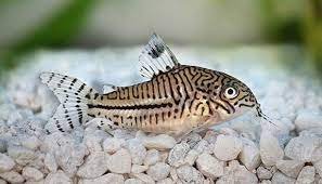 Сомик леопардовый (Corydoras trilineatus)