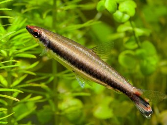 Нанностомус однополосый. Пецилобрикон однополосый ( Nannostomus unifasciatus )