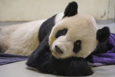 Гигантская панда, подаренная Китаем, умерла в зоопарке Тайваня