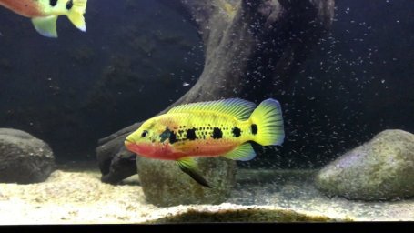 Хемихромис золотистый (Hemichromis fasciatus)