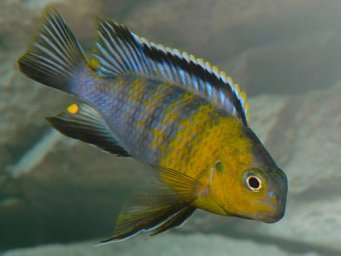 Псевдотрофеус трофеопс ( Pseudotropheus tropheops )