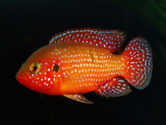 Хемихромис красный или Красная цихлида (Hemichromis lifalili)