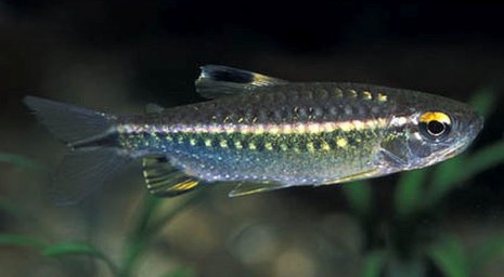 Тетра красноглазая или Конго желтый (Arnoldichthys spilopterus)