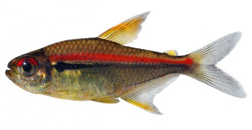 Хифессобрикон гетерорабдус (Hyphessobrycon heterorhabdus)