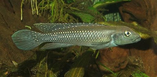 Лампрологус конголезский - ( Lamprologus congoensis )