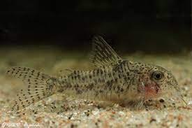 Сомик Коча (Corydoras cochui)