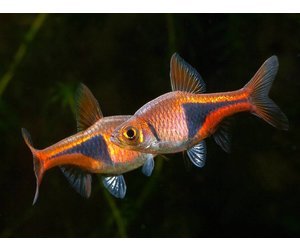 Расбора клинопятнистая ( Rasbora heteromorpha )