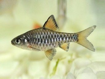 Усач островной, Барбус (Barbus oligolepis)