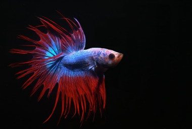 Петушок, или Бойцовая рыбка ( Betta splendens )